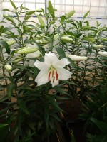 [4241 Siberia MAK No01.JPG]